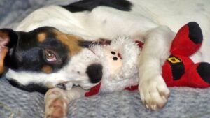 What It Really Means When Your Dog Brings You a Toy and Just Stands There