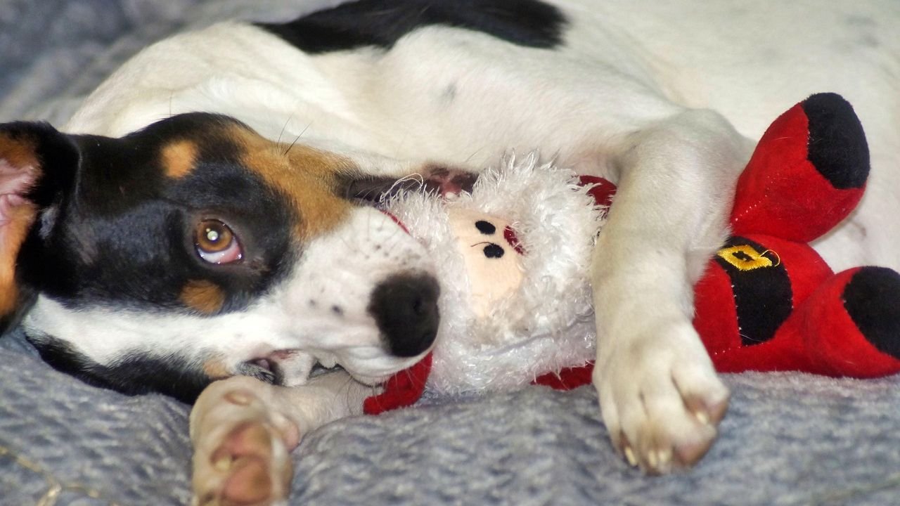 What It Really Means When Your Dog Brings You a Toy and Just Stands There