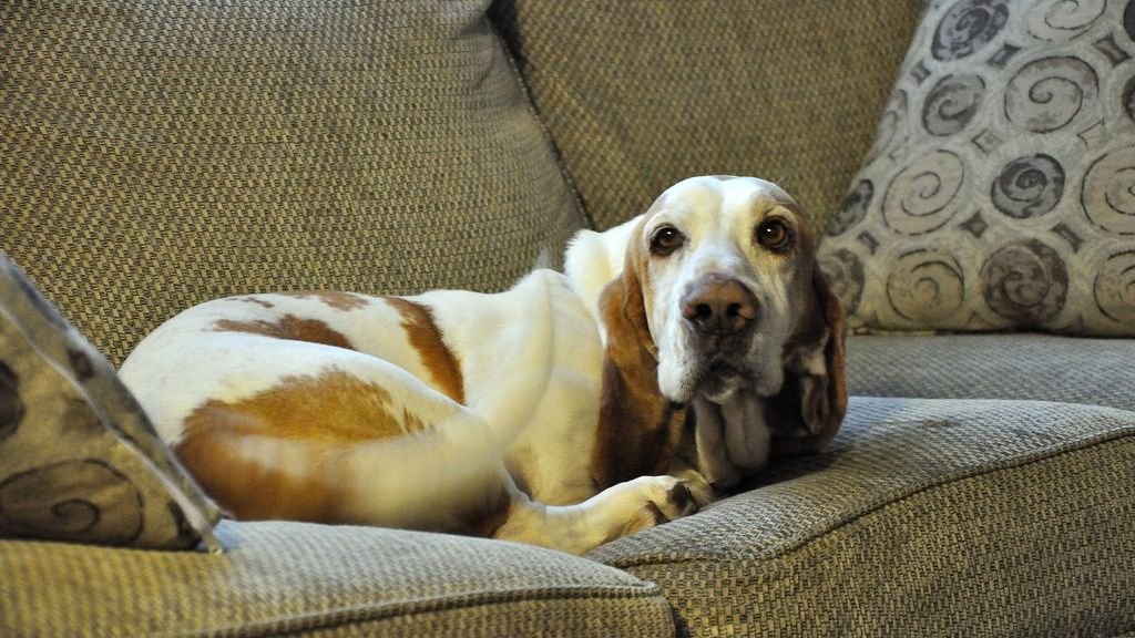 The Most Destructive Dog Breeds When Bored (And the Least Damaging)