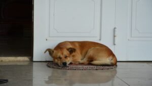 The Hidden Reason Your Dog Sleeps Facing the Door Instead of You