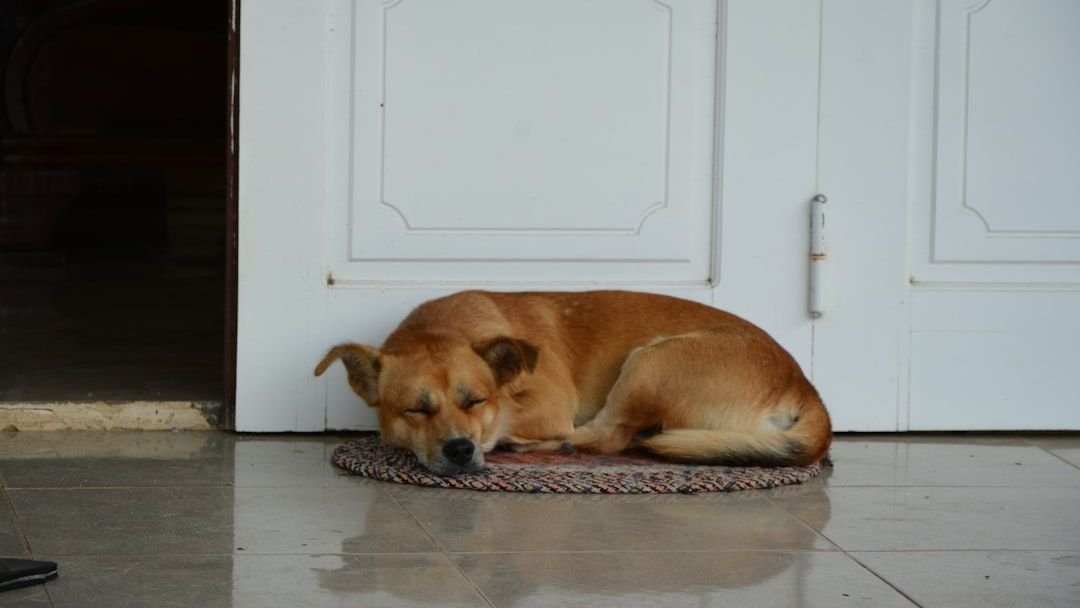 The Hidden Reason Your Dog Sleeps Facing the Door Instead of You