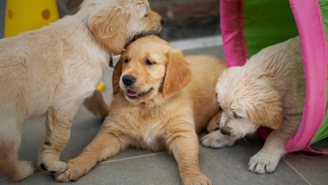 8 Reasons Why Your Dog Is Aggressive and It's Not Due To Temperament