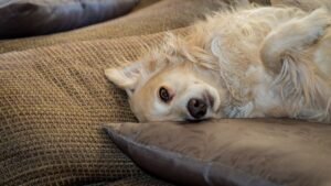 The Emotional Signal Behind Your Dog's Deep Sigh When They Lie Down