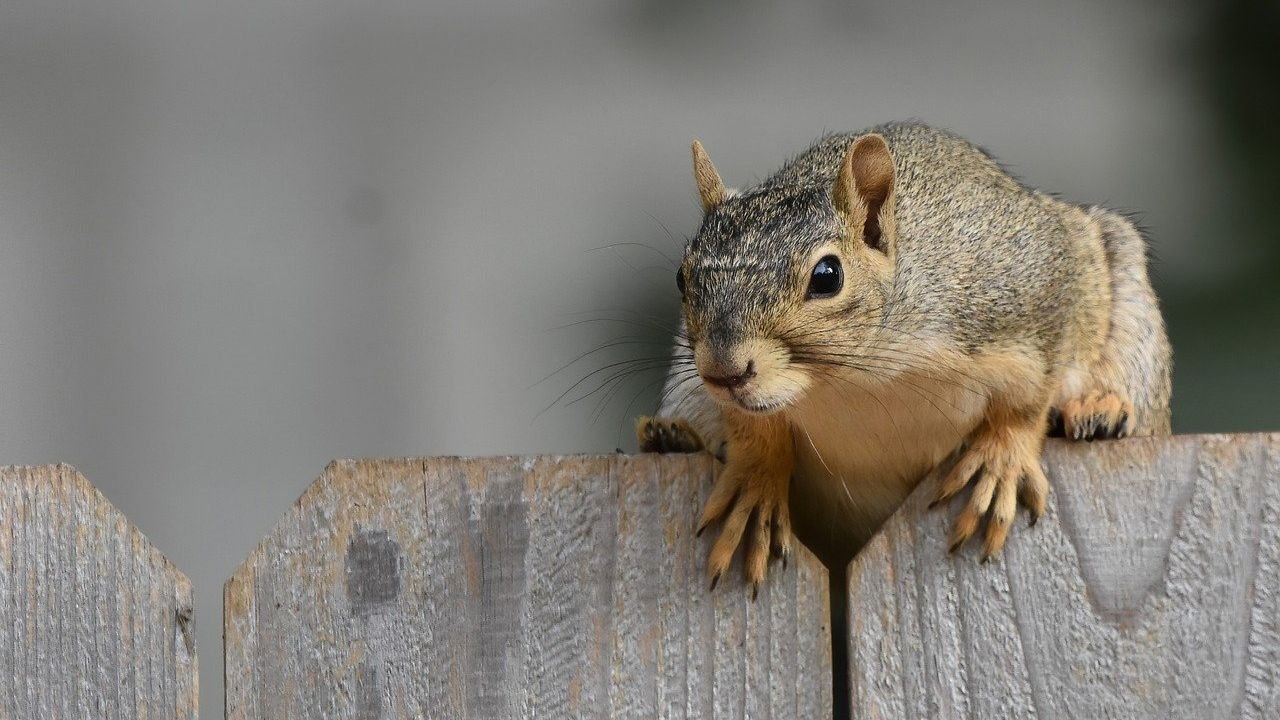 What Hidden Dangers Lurk in Your Backyard for Your Dog?