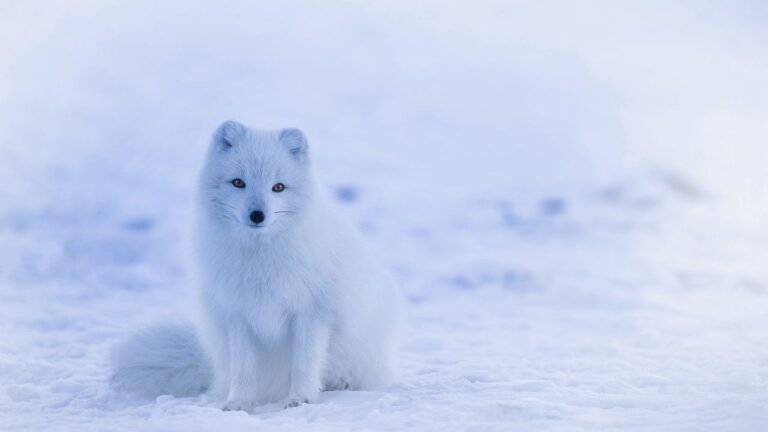 What Secret Survival Tactics Do Animals Use in Extreme Environments?