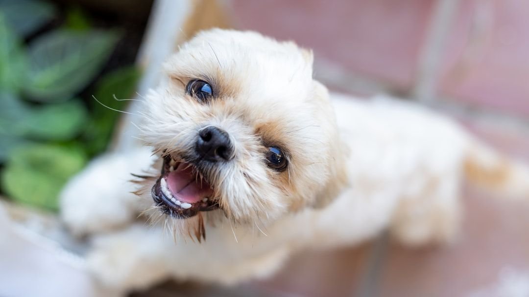 10 Dog Breeds Almost Impossible to Fully Housebreak