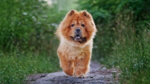 11 Dog Breeds That Struggle With Obedience (And Natural People-Pleasers)