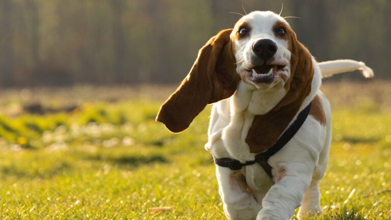 10 Dog Breeds That Frequently Relapse After Being Housebroken
