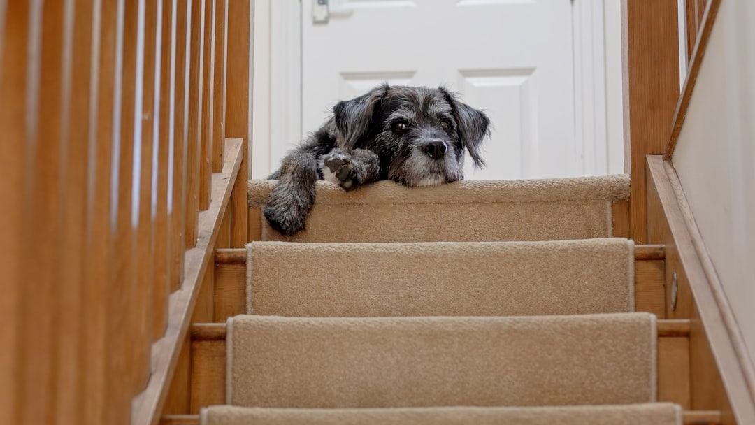 What Your Dog Is Deciding When They Pause at the Top of the Stairs