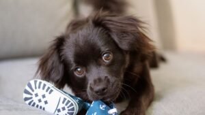 Why Your Dog Chooses to Sleep Near Your Shoes