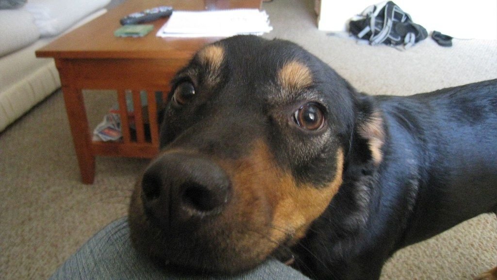 The Forgotten Instinct Behind Why Dogs Rest Their Chin on You