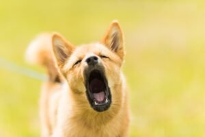 Dog Barking When Left Alone – Is It Separation Anxiety?