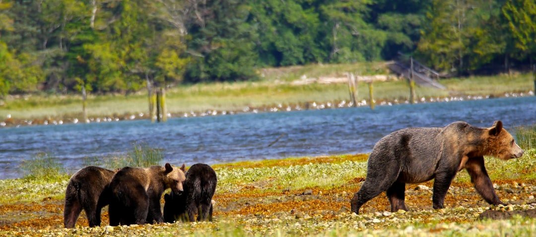 Mama Bear Named Rose Gives Birth To Triplets Beneath Lake Tahoe Cabin
