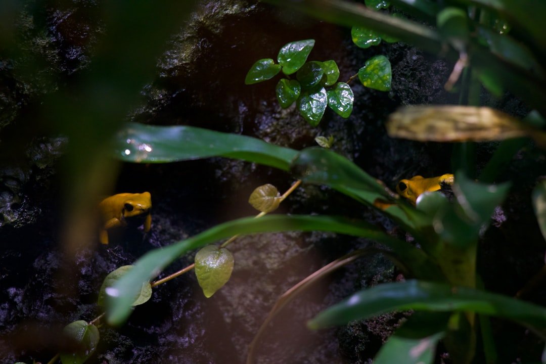 Scientists Trial Reintroductions of Panamanian Golden Frogs