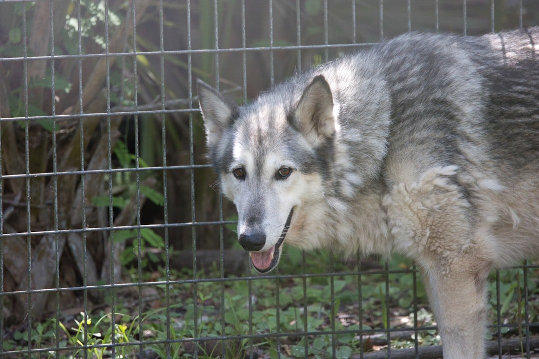 A Stray Dog Bred With a Wild Wolf—and Created a Staggering Hybrid