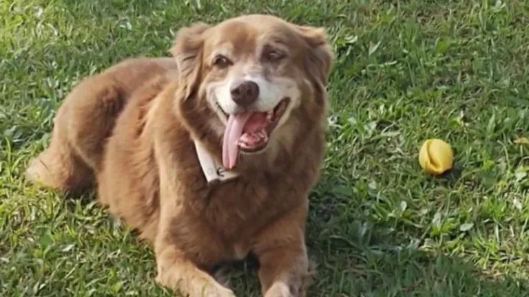Loyal Dog Who Lived Near Owner’s Grave in Brazil For 10 Years Inspires New Law