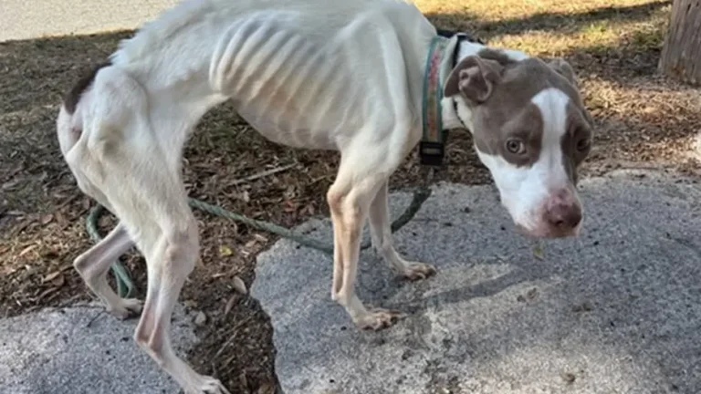 Florida Woman Faces Animal Cruelty Charges After Severely Malnourished Dog Was Found in New Smyrna Beach