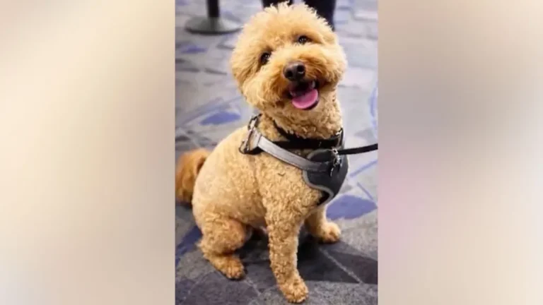 Woman Arrested After Abandoning Dog At Las Vegas Airport