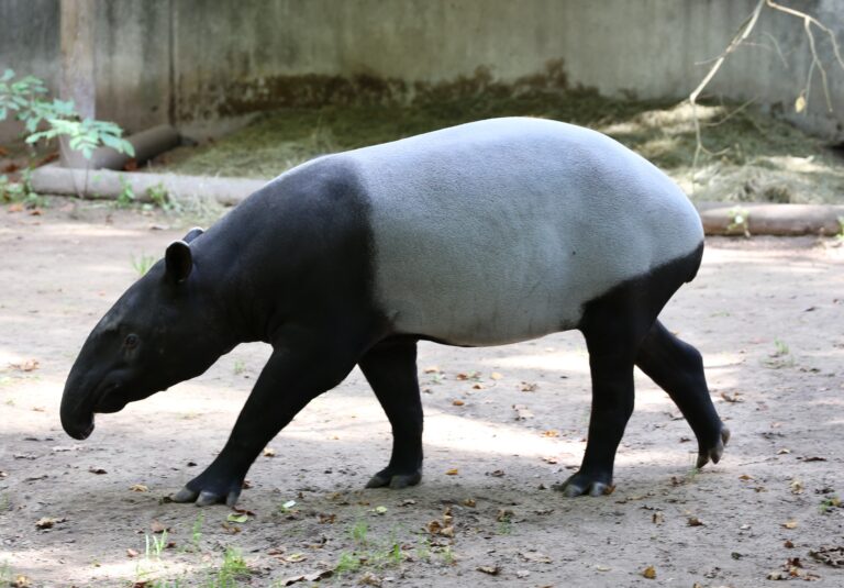Forgotten Camera Trap Images Spotlight Asian Tapir Stronghold in Southern Thailand