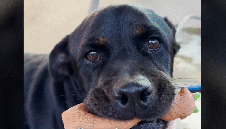 Dog Dumped in Canal Turns into The Most Lovable Girl After Rescue