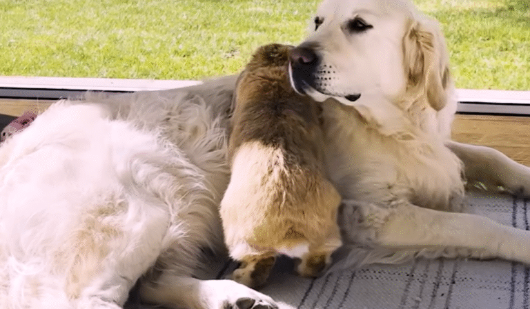 Golden Retriever is The Happiest When His Bunny Friend is Around