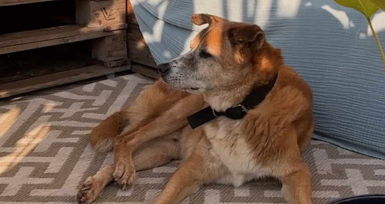 Senior Dog Kept Disappearing Until His Mom Found Out The Heartwarming Reason Why