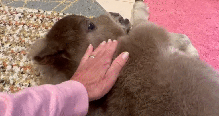 Tiny Horse with Underbite Leaps into Playful Life Alongside Golden Retriever Siblings