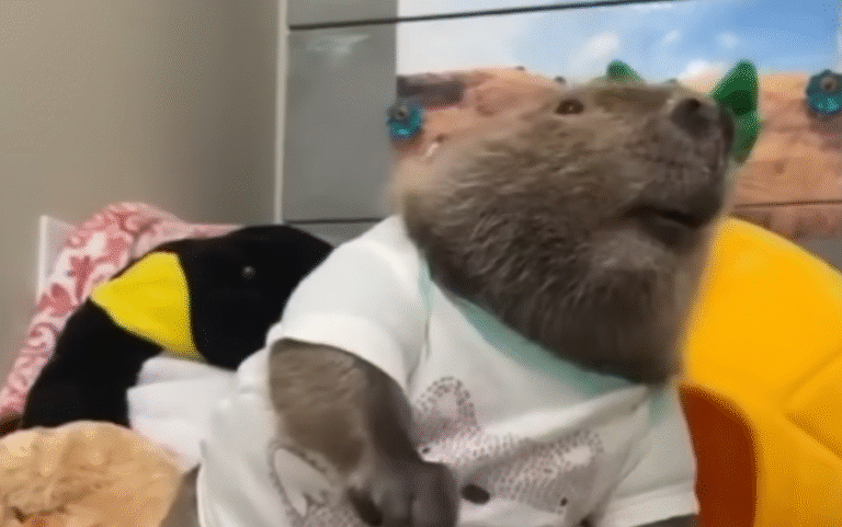 Rescue Beaver Loves Building Dam With Her Stuffed Toys