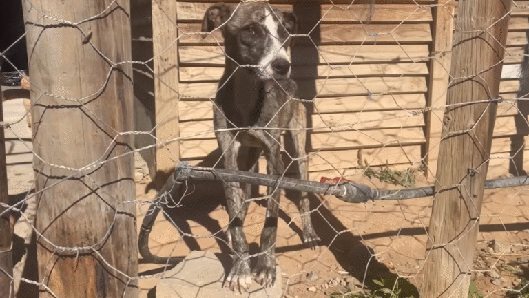 Emaciated Stray Makes An Amazing Transformation in a Pet Filled Home