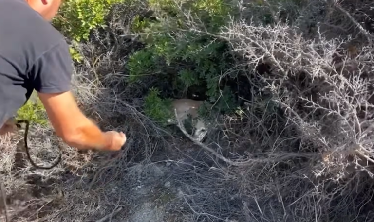 Emaciated ‘Skeleton Dog’ Discovered in Remote Wilderness Defies Odds with Pure Love After Takis Rescue