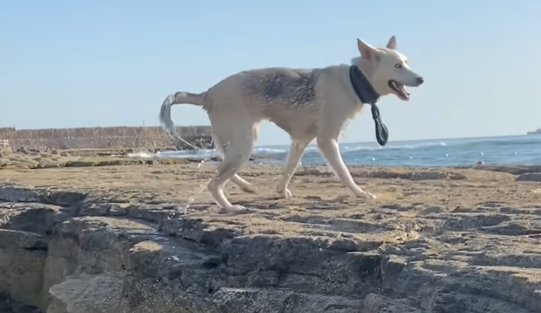 Abandoned Dog Lily’s Joyful Rebirth After Cruel Abandonment and Broken Leg Rescue