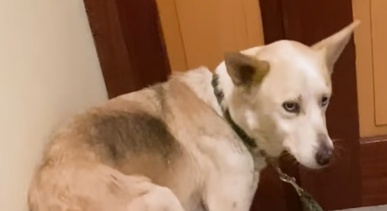 Abandoned Dog and Afraid, Dog Cannot Stop Playing Once Rescued