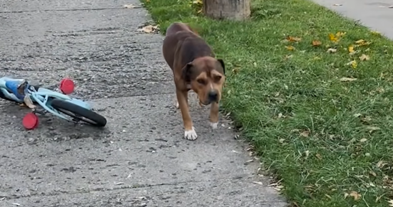 Injured Pittie Knew Exactly Who Would Help Him And Now He’s The Sweetest Boy