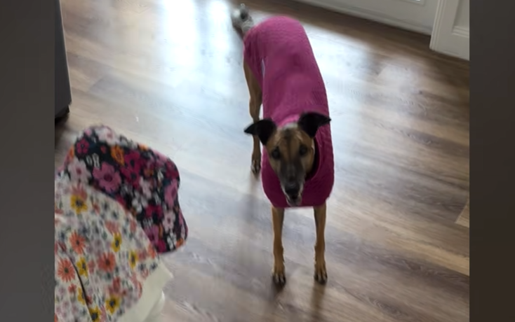 From Shattered Spirit to Signature Lean: Poppy the Greyhound’s Road to Redemption