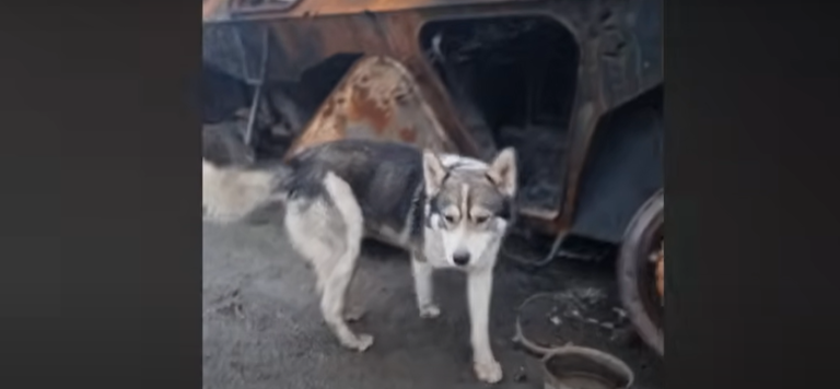 Husky Found Alone Next To A Destroyed Tank Becomes The Sweetest Dog Dad