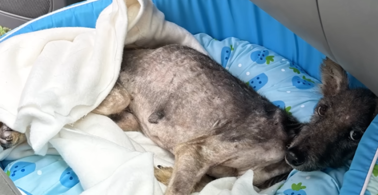 From Skin and Bones to Fluffy Miracle: Sena’s Rescue Story Melts Hearts Worldwide