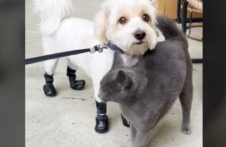 Stray Cat’s Bond With House Dog Sparks Massive Cat Rescue Effort