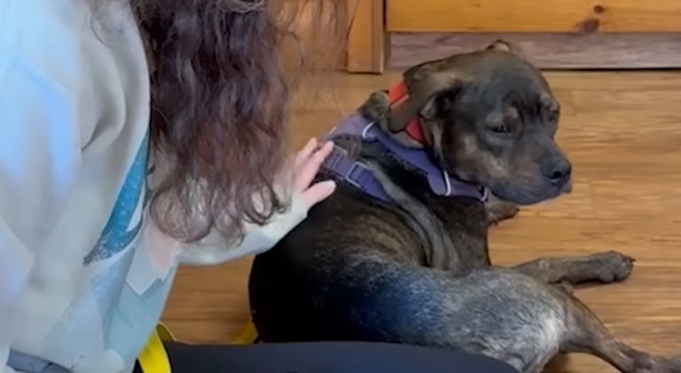 Abused Pit Bull Maverick Melts Hearts with Cuddles for Foster Mom