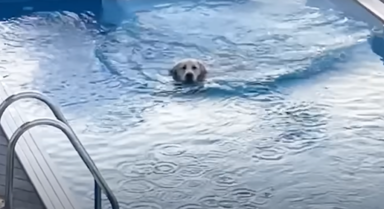 Golden Retriever’s Daring 6AM Escapades in Neighbor’s Pool Delights New Jersey Neighborhood