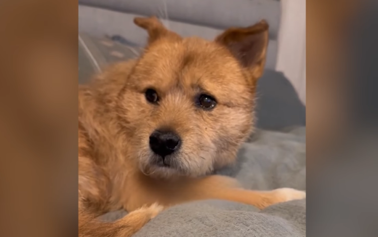 Dog Rescued From Meat Market Cries in His Sleep, But Learns Love Again