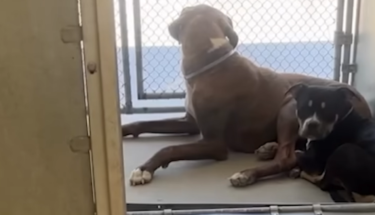 Two Dumped Dogs Refuse To Face The Shelter Alone: Find Solace With Each Other