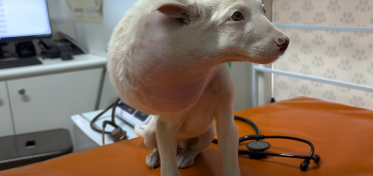 Puppy’s Head Swells to Shocking Size in Remote South African Village, Leaving Mom Speechless