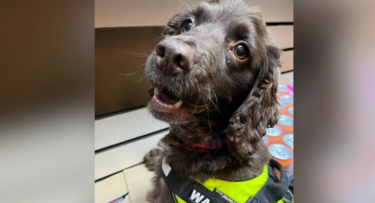 No Escape for Illicit Traders: Sniffer Dog Dora Shuts Down Sale Shop