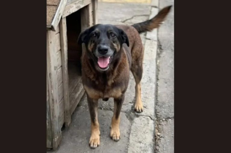 Exhumation of Beloved Dog Orelha Fuels Quest for Justice in Brazil