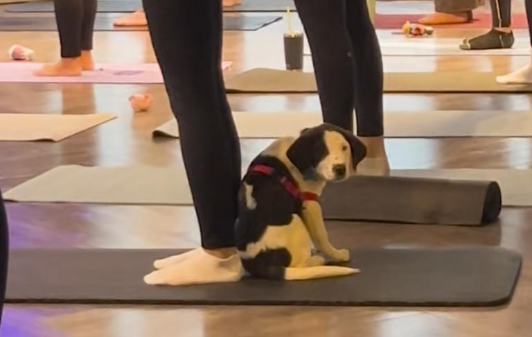 Puppy Chooses His Forever Mom Mid-Yoga Class in Chicago Sky-High Surprise