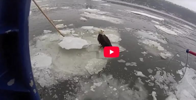 Watch NYPD Officers Launch Daring Rescue To Save Bald Eagle Fallen in Icy Hudson River