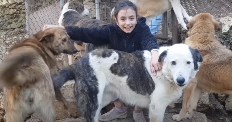 11-Year-Old Lebanese Hero Saves Pregnant Stray Dog and Secures Their Flight to Canada