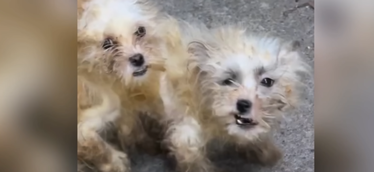 Twin Dog Sisters’ Desperate Plea Lands Them a Forever Home Together