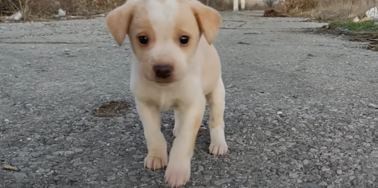Shaking Puppy Found Alone in Garbage Starts Wagging His Tail