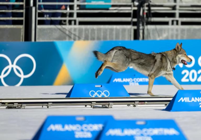 Wolfdog Crashes Cross Country Sprint at Winter Olympics 2026